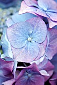 CLOSE UP OF HYDRANGEA MACROPHYLLA BLAUMEISE AGM