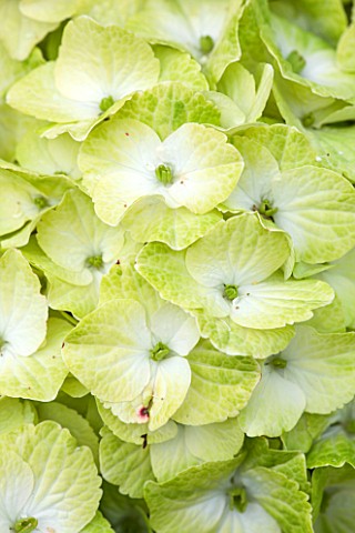 CLOSE_UP_OF_HYDRANGEA_MACROPHYLLA_MAGICAL_NOBLESSE