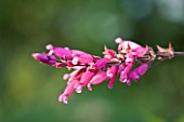 WOOLSTONE MILL HOUSE, OXFORDSHIRE:  CLOSE UP OF SALVIA INVOLUCRATA OR ROSY LEAF SAGE. PINK, HERB, PLANT PORTRAIT, AUTUMNAL, FLOWERS, SCENTED