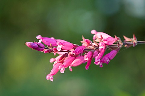 WOOLSTONE_MILL_HOUSE_OXFORDSHIRE__CLOSE_UP_OF_SALVIA_INVOLUCRATA_OR_ROSY_LEAF_SAGE_PINK_HERB_PLANT_P