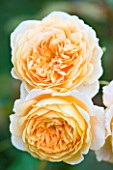 WOOLSTONE MILL HOUSE, OXFORDSHIRE: ROSA BUFF BEAUTY. ROSE, SUMMER, JULY, PEACH, APRICOT, ORANGE, SCENTED, FRAGRANT, FRAGRANCE, BLOOM, PLANT PORTRAIT, CLOSE UP, HYBRID MUSK.
