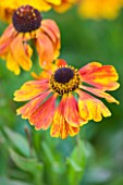 WOOLSTONE MILL HOUSE, OXFORDSHIRE: HELENIUM SAHINS EARLY FLOWERER. ORANGE PERENNIAL. JULY/AUGUST. LATE SUMMER BLOOMER. FLOWERS THROUGH TO AUTUMN.