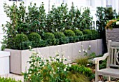 PRIVATE GARDEN LONDON: DESIGNER STEPHEN WOODHAMS - TOWN GARDEN - FRONT GARDEN - METAL CONTAINERS WITH CLAY FRONT - WHITE CAMELLIA HEDGE, BOX AND BOX BALLS IN CONTAINER. MINIMALIST