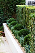 PRIVATE GARDEN LONDON: DESIGNER STEPHEN WOODHAMS - TOWN GARDEN - FRONT GARDEN - HEDGE AND RAISED BED PLANTED WITH BOX BALLS IN GRAVEL. CONTEMPORARY, MINIMALIST