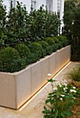 PRIVATE GARDEN LONDON: DESIGNER STEPHEN WOODHAMS - TOWN GARDEN - FRONT GARDEN - METAL CONTAINERS WITH CLAY FRONT - WHITE CAMELLIA HEDGE, BOX AND BOX BALLS IN CONTAINER. LIGHTING