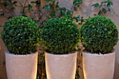 PRIVATE GARDEN LONDON: DESIGNER STEPHEN WOODHAMS - TOWN GARDEN - BACK GARDEN - CONTAINERS WITH CLIPPED BOX BALLS LIT UP AT NIGHT. FORMAL, CITY GARDEN, TRELLIS