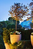 PRIVATE GARDEN LONDON: DESIGNER STEPHEN WOODHAMS - TOWN GARDEN - FRONT GARDEN - LARGE CLAY CONTAINER PLANTED WITH CORNUS KOUSA VAR CHINENSIS.  LIGHTING, LIT UP AT NIGHT
