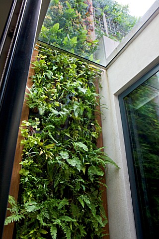 DESIGNER_STEPHEN_WOODHAMS_LONDON_ROOF_GARDEN__STEPS_AND_LIVING_WALL_GREEN_WALL_PLANTED_WITH_FERNS__P