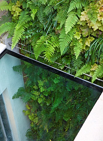 DESIGNER_STEPHEN_WOODHAMS_LONDON_ROOF_GARDEN__GLASS_FLOOR_AND_LIVING_WALL_GREEN_WALL_PLANTED_WITH_FE