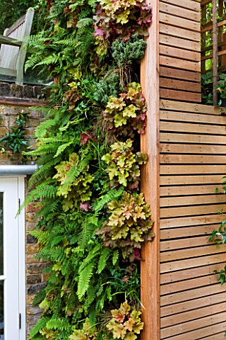DESIGNER_STEPHEN_WOODHAMS_LONDON_ROOF_GARDEN__STEPS_AND_LIVING_WALL_GREEN_WALL_PLANTED_WITH_FERNS__P