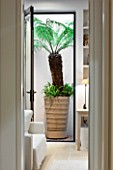 DESIGNER STEPHEN WOODHAMS, LONDON: BASEMENT LIGHT WELL WITH CONTAINER WITH TREE FERN. POTS, GREEN, FOLIAGE, INSIDE OUT, INDOOR
