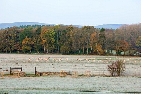 HOLKER_HALL__CUMBRIA_VIEW_ALONG_FROSTY_FIELD_IN_AUTUMN_TO_THE_DEER_PARK__ROCK_WITH_LAKE_DISTRICT_BEY
