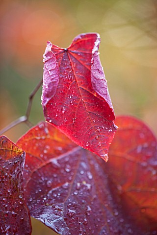 HOLKER_HALL__CUMBRIA_CERCIS_CANADENSIS_FOREST_PANSY__RAIN