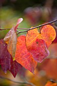 HOLKER HALL  CUMBRIA: CERCIS CANADENSIS FOREST PANSY