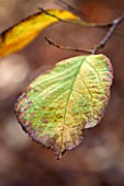 HOLKER HALL  CUMBRIA: AUTUMN LEAF OF STYRAX HEMSLEYANA - THE CHINESE SNOWBELL TREE