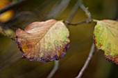 HOLKER HALL  CUMBRIA: AUTUMN LEAF OF STYRAX HEMSLEYANA - THE CHINESE SNOWBELL TREE