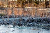 ELLICAR GARDENS, NOTTINGHAMSHIRE: VIEW ACROSS NATURAL SWIMMING POOL TO GRASSES. WINTER, FROST