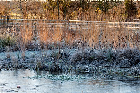 ELLICAR_GARDENS_NOTTINGHAMSHIRE_VIEW_ACROSS_NATURAL_SWIMMING_POOL_TO_GRASSES_WINTER_FROST