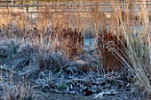 ELLICAR GARDENS, NOTTINGHAMSHIRE: GRASSES AND SEEDHEADS IN FROST. WINTER