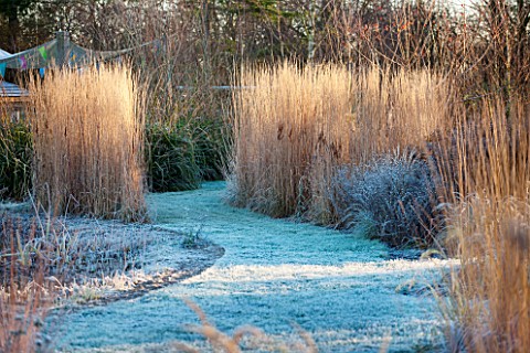 ELLICAR_GARDENS_NOTTINGHAMSHIRE_GRASS_PATH_IN_FROST_WINDS_PAST_GRASSES_AND_SEEDHEADS_IN_WINTER