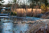 ELLICAR GARDENS, NOTTINGHAMSHIRE: VIEW ACROSS NATURAL SWIMMING POOL TO GRASSES AND SEEDHEADS IN FROST. WINTER
