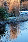 ELLICAR GARDENS, NOTTINGHAMSHIRE: VIEW ACROSS NATURAL SWIMMING POOL TO GRASSES AND SEEDHEADS IN FROST WITH REFLECTIONS. WINTER