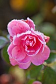 ELLICAR GARDENS, NOTTINGHAMSHIRE: FROSTED ROSE BONICA IN WINTER