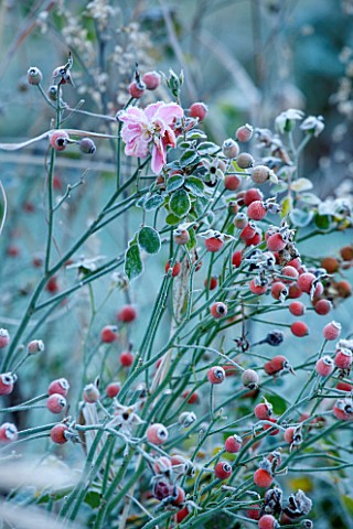 ELLICAR_GARDENS_NOTTINGHAMSHIRE_FROSTED_ROSE_BONICA_AND_HIPS_IN_WINTER