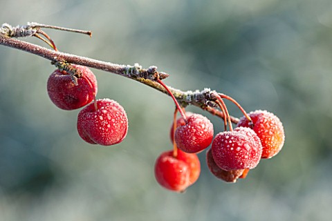ELLICAR_GARDENS_NOTTINGHAMSHIRE_FROSTED_BERRIES_FRUITS_OF_MALUS_EVEREST_IN_WINTER