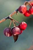 ELLICAR GARDENS, NOTTINGHAMSHIRE: FROSTED BERRIES, FRUITS OF MALUS EVEREST, IN WINTER