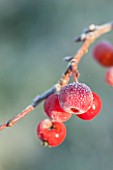 ELLICAR GARDENS, NOTTINGHAMSHIRE: FROSTED BERRIES, FRUITS OF MALUS EVEREST, IN WINTER
