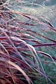 ELLICAR GARDENS, NOTTINGHAMSHIRE: FROSTED LEAVES OF PANNICUM SQUAW