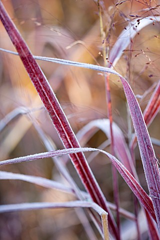 ELLICAR_GARDENS_NOTTINGHAMSHIRE_FROSTED_LEAVES_OF_PANNICUM_SQUAW