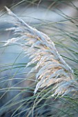 ELLICAR GARDENS, NOTTINGHAMSHIRE: FROSTED FLOWERS OF CORTADERIA SELLOANA WHITE FEATHER