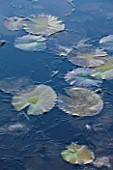 ELLICAR GARDENS, NOTTINGHAMSHIRE: FROSTED LEAVES OF WATERLILIES IN FROSTED NATURAL SWIMMING POOL