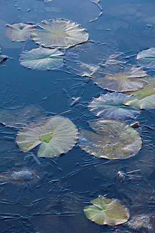 ELLICAR_GARDENS_NOTTINGHAMSHIRE_FROSTED_LEAVES_OF_WATERLILIES_IN_FROSTED_NATURAL_SWIMMING_POOL