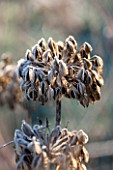 ELLICAR GARDENS, NOTTINGHAMSHIRE: FROSTED SEED HEAD OF AGAPANTHUS HEADBOURNE HYBRIDS. WINTER