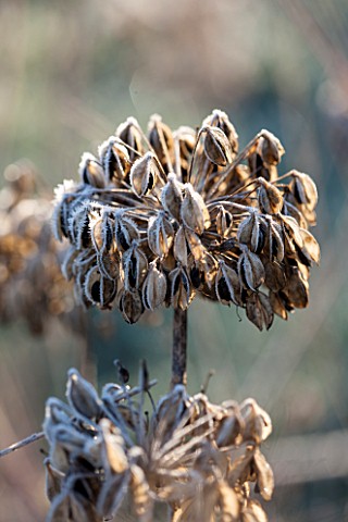 ELLICAR_GARDENS_NOTTINGHAMSHIRE_FROSTED_SEED_HEAD_OF_AGAPANTHUS_HEADBOURNE_HYBRIDS_WINTER