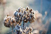 ELLICAR GARDENS, NOTTINGHAMSHIRE: FROSTED SEED HEAD OF AGAPANTHUS HEADBOURNE HYBRIDS. WINTER