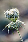 ELLICAR GARDENS, NOTTINGHAMSHIRE: FROSTED FLOWER OF WILD CARROT - DAUCUS CAROTA. WINTER