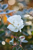 ELLICAR GARDENS, NOTTINGHAMSHIRE: FROSTED FLOWER OF ROSA KENT. WINTER