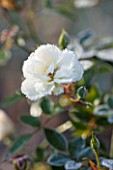 ELLICAR GARDENS, NOTTINGHAMSHIRE: FROSTED FLOWER OF ROSA KENT - WINTER