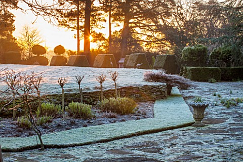 SEDGWICK_PARK_WEST_SUSSEX_WINTER_SUNLIGHT_ON_MONTEREY_PINES_WITH_BLOCKS_OF_YEW_TOPIARY_FROSTY_GRASS_