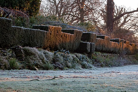 SEDGWICK_PARK_WEST_SUSSEX_CLIPPED_YEW_HEDGING_IN_WINTER_BESIDE_FROSTY_LAWN_JANUARY_FROST_GARDEN_TOPI