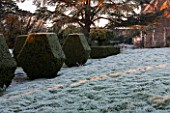 SEDGWICK PARK, WEST SUSSEX. BLOCKS OF YEW TOPIARY BESIDE FROSTY LAWN WITH MONTEREY PINE TREES. WINTER, JANUARY, GARDEN