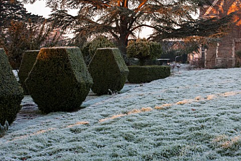 SEDGWICK_PARK_WEST_SUSSEX_BLOCKS_OF_YEW_TOPIARY_BESIDE_FROSTY_LAWN_WITH_MONTEREY_PINE_TREES_WINTER_J