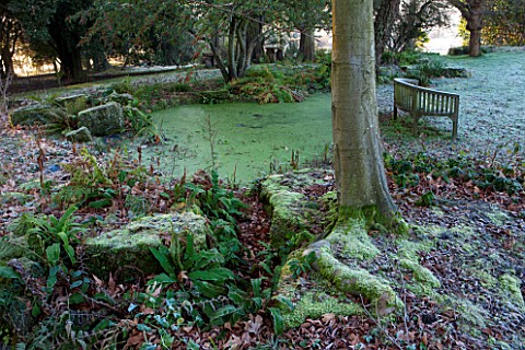SEDGWICK_PARK_WEST_SUSSEX_POND_COVERED_IN_DUCKWEED_WITH_FERNS_AND_WOODEN_BENCH_A_PLACE_TO_SIT_WINTER