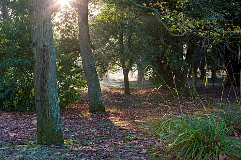SEDGWICK_PARK_WEST_SUSSEX_TREES_IN_WOODLAND_WITH_LOW_WINTER_SUNLIGHT_JANUARY_GARDEN