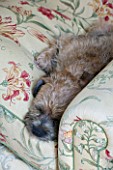 BUTTER WAKEFIELD HOUSE, LONDON. FAMILY ROOM AT CHRISTMAS. WAFER - THE FAMILYS BORDER TERRIER ON THE PLUSH FLORAL PRINTED SOFA