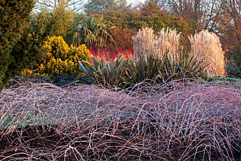 SIR_HAROLD_HILLIER_GARDENS_HAMPSHIRE_THE_WINTER_GARDEN__BED_WITH_OPHIOPOGON_PLANISCAPUS_NIGRESCENS_A